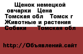 Щенок немецкой овчарки › Цена ­ 8 000 - Томская обл., Томск г. Животные и растения » Собаки   . Томская обл.